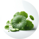 Centella Asiatica